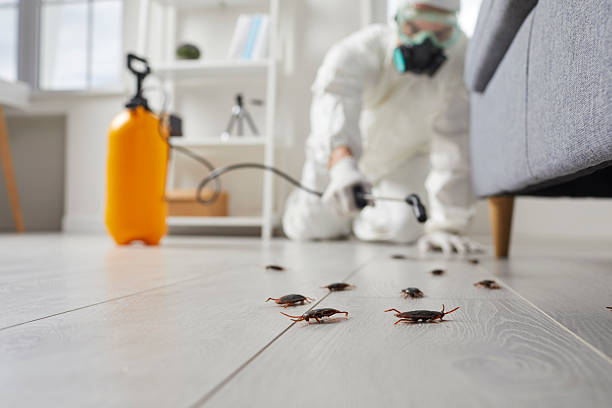 Commercial Kitchen Cockroach Control in Sappington